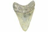 Fossil Megalodon Tooth - North Carolina #363714-1